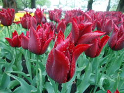 Keukenhof (52)